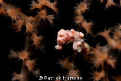 pigmy at US wreck liberty Tulamben Bali by Patrick Hartono 